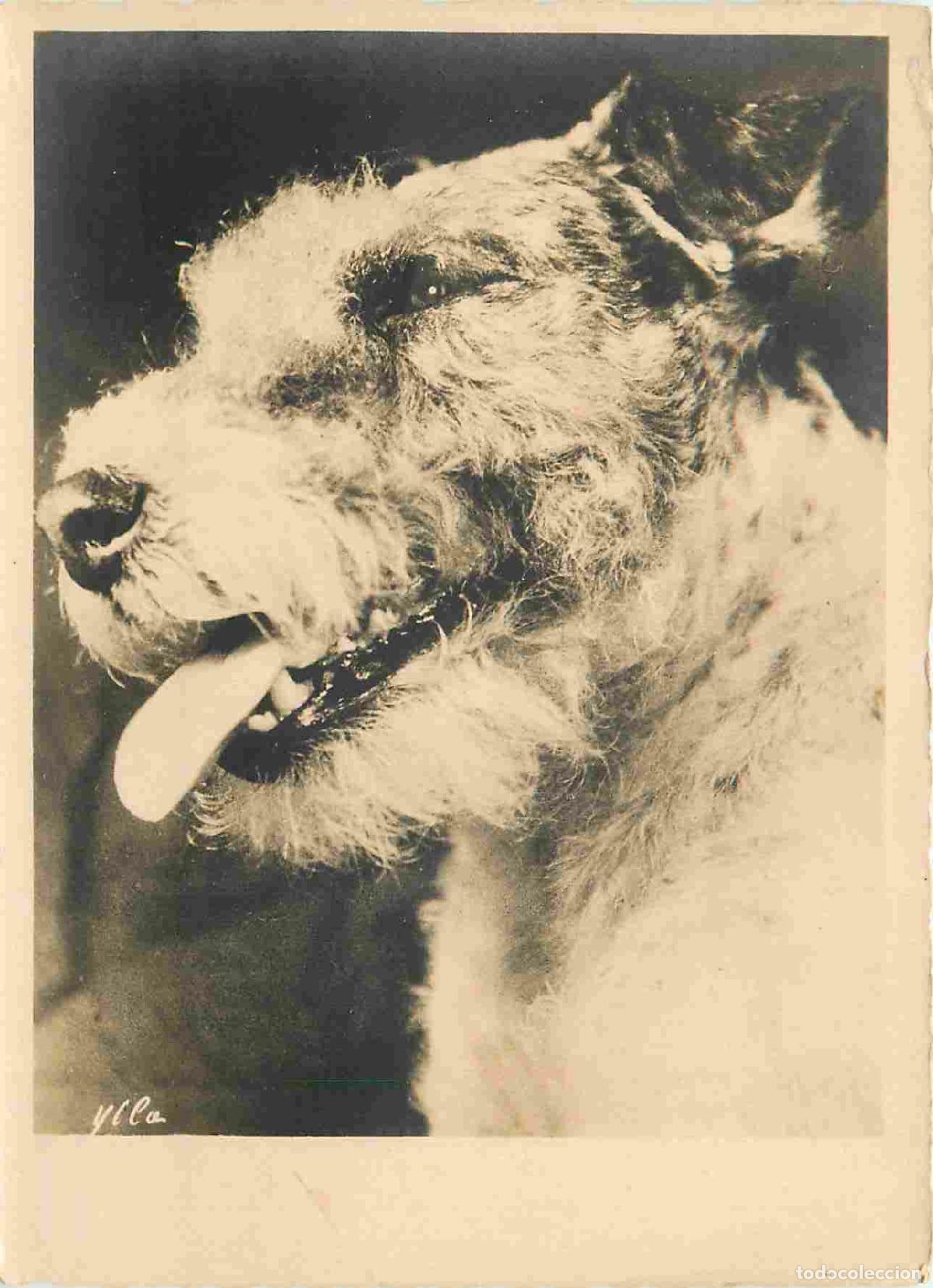 Cartoline: Carte Postale - Animaux - Chiens - Fox Terrier - Dog - Mention Photographie v&eacute;ritable - Carte Dentel