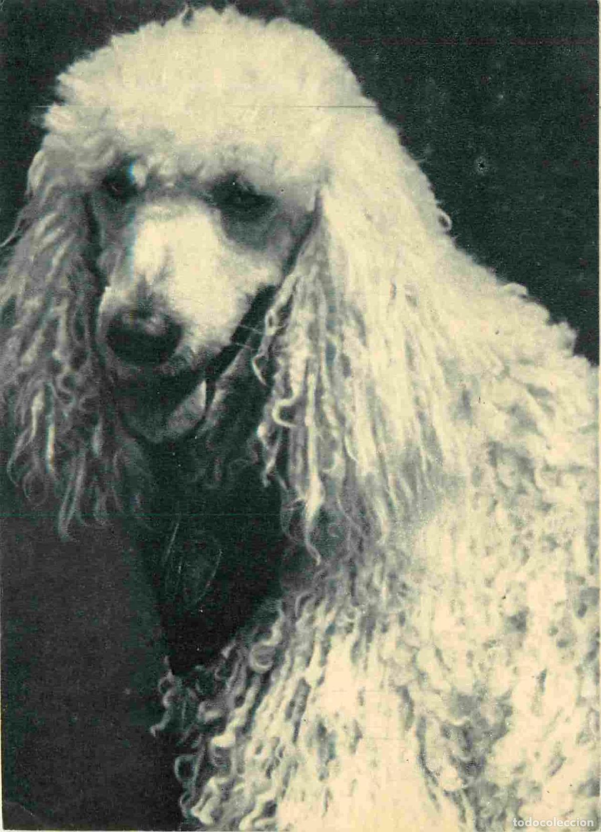 Cartoline: Carte Postale - Animaux - Chiens - Caniche - Shih Tzu ou Lhassa Apso (poils longs et frange) - Dog -