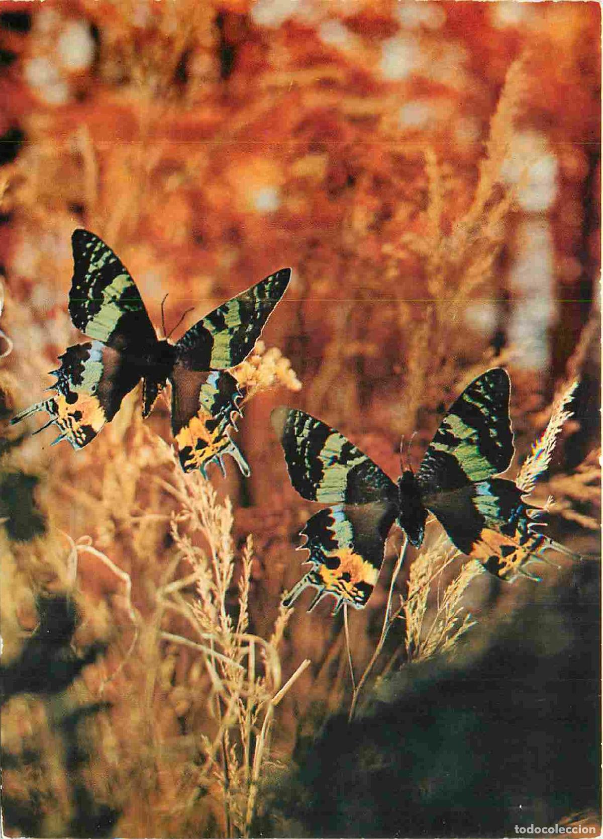 Postais: Carte Postale - Animaux - Papillons - Chrysiridia rhipheus - Butterfly - CPM - Voir Scans Recto-Vers