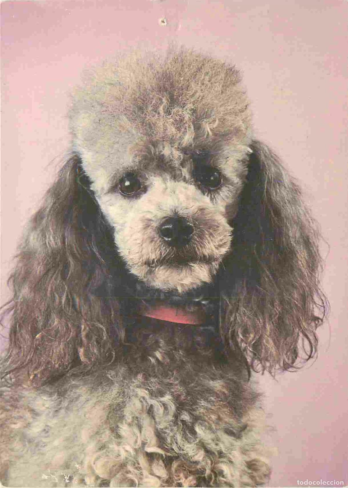 Postais: Carte Postale - Animaux - Chiens - Caniche - Dog - CPM - Voir Scans Recto-Verso