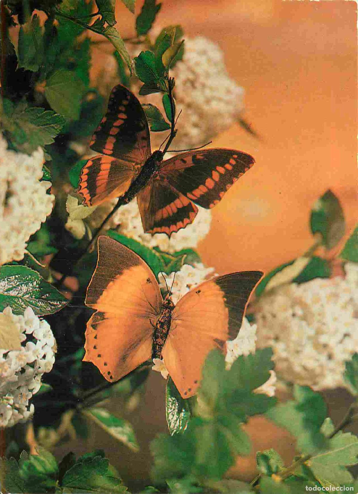 Postais: Carte Postale - Animaux - Papillons - Charaxes lucretius intermedius - Butterfly - CPM - Voir Scans