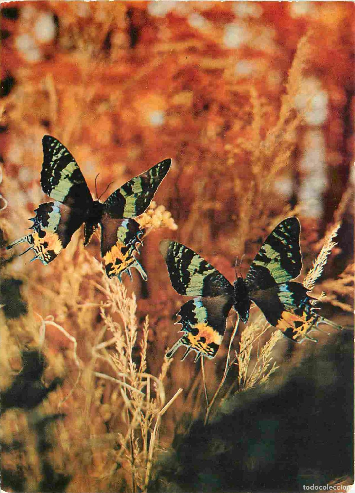 Postais: Carte Postale - Animaux - Papillons - Chrysiridia rhipheus - Butterfly - CPM - Voir Scans Recto-Vers