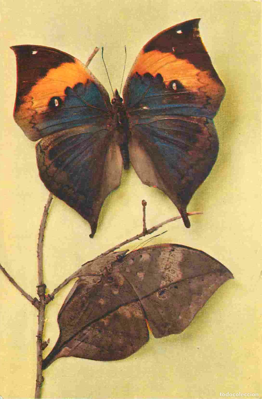 Cartes Postales: Carte Postale - Animaux - Papillons - Kallima Inachus - Inde - Butterfly - CPM - Voir Scans Recto-Ve