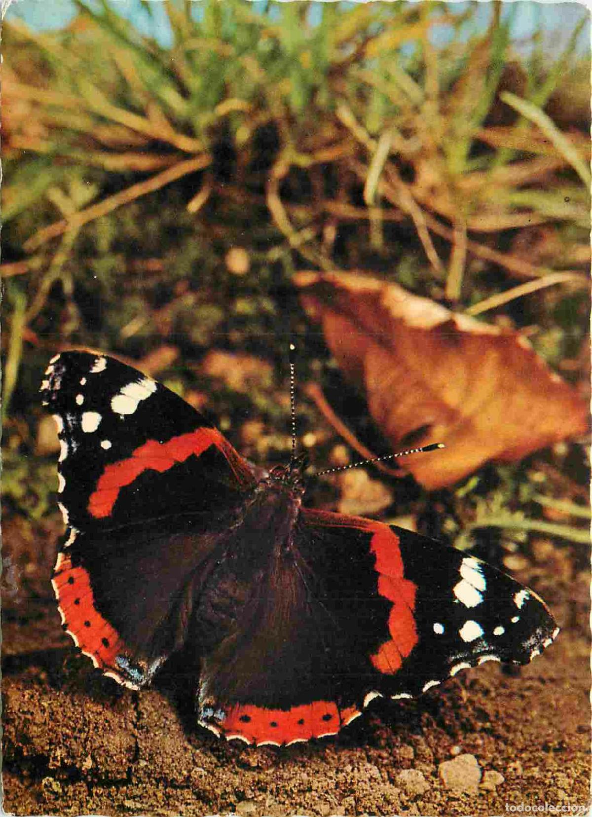 Cartes Postales: Carte Postale - Animaux - Papillons - Admiral - Vanessa atalanta atalanta L - Red Admiral - Vulcain