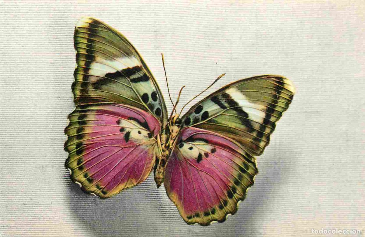 Cartes Postales: Carte Postale - Animaux - Papillons - Cethosia - Tonkin - Butterfly - CPM - Voir Scans Recto-Verso