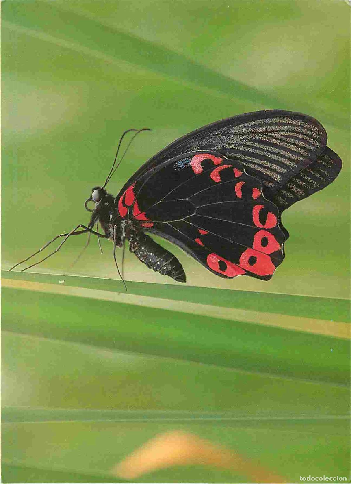 Cartes Postales: Carte Postale - Animaux - Papillons - Belgique - Knokke Zoute - Jardin des Papillons - Papilio ruman