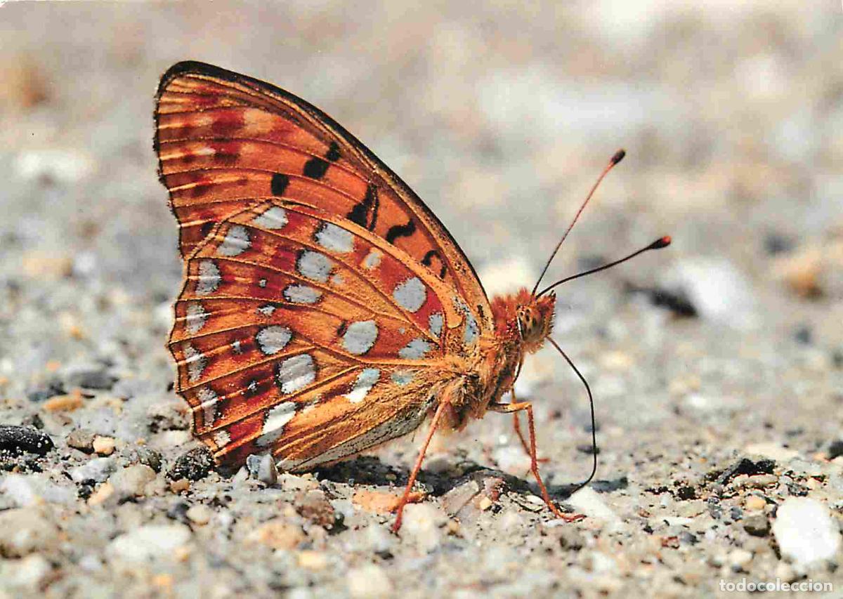 Cartes Postales: Carte Postale - Animaux - Papillons - Mus&eacute;e d'histoire naturelle de Paris - Lepidopteristes parisien