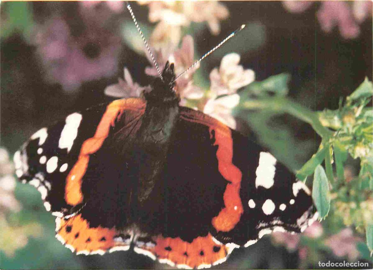 Cartes Postales: Carte Postale - Animaux - Papillons - Foroyskir firvaldar - Admiralur - Vanessa Atalanta - Postverk