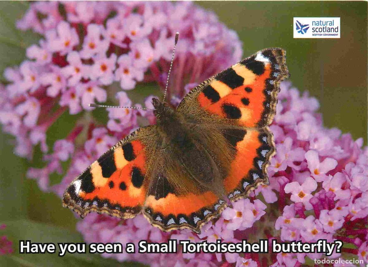 Cartes Postales: Carte Postale - Animaux - Papillons - Butterfly conservation Scotland - Small Tortoiseshell butterfl