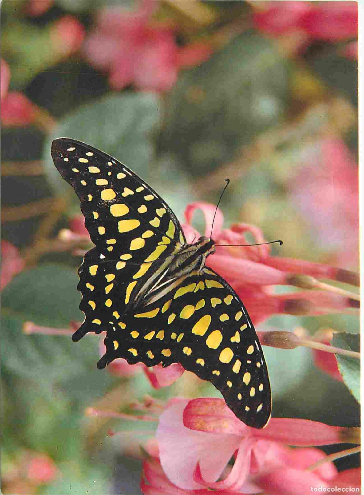 Postales: Carte Postale - Animaux - Papillons - Jardin des Papillons de Hunawihr - Graphium agamemnon - Malais