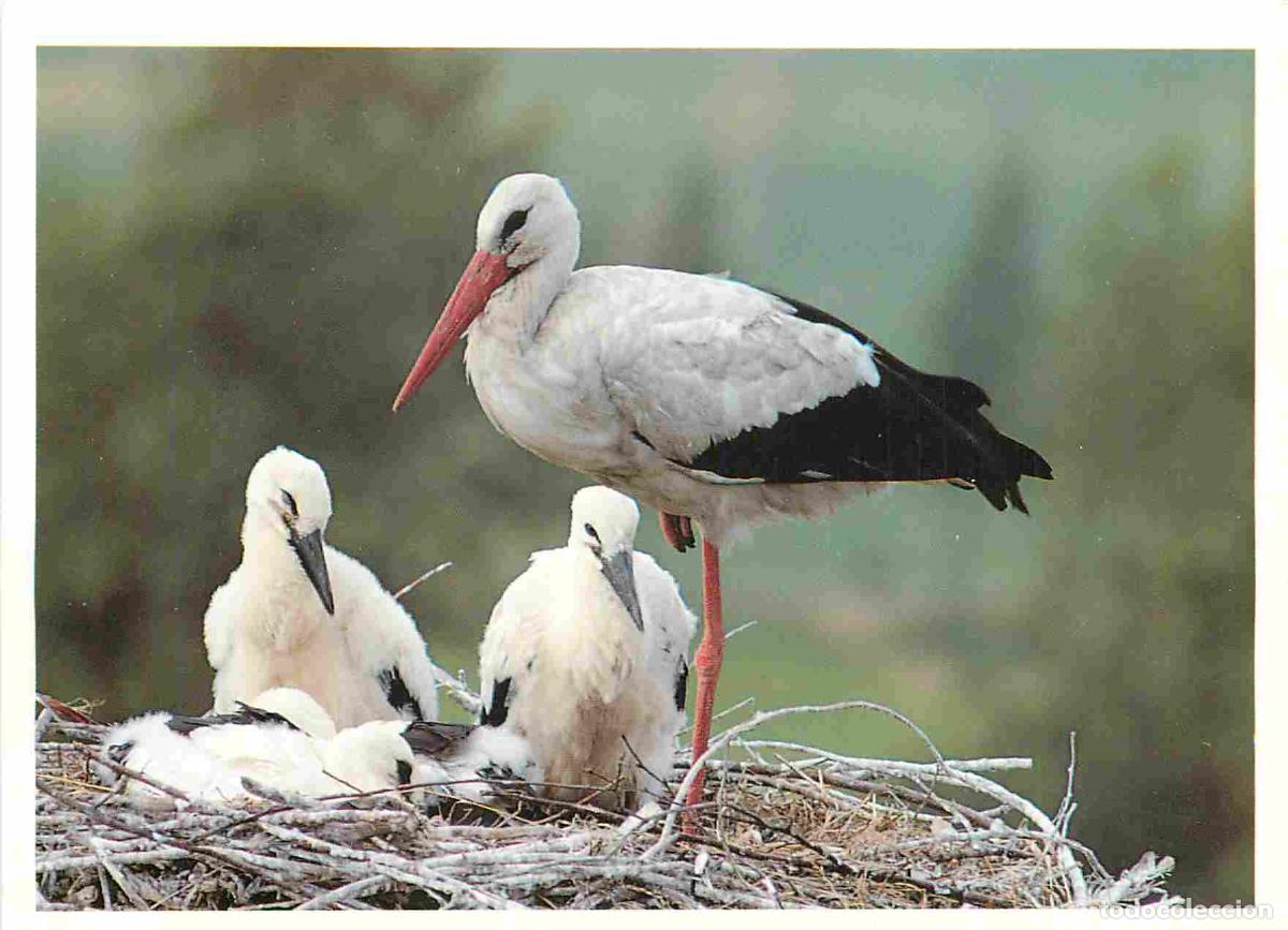 Cartoline: Carte Postale - Animaux - Oiseaux - Cigognes - Foto Jan Baks Natura - Birds - CPM - Voir Scans Recto