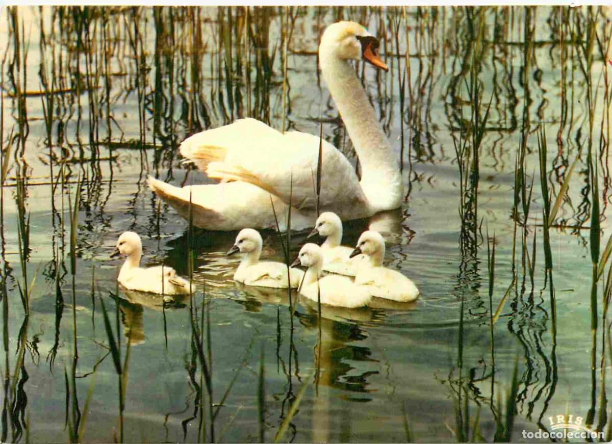 Cartoline: Carte Postale - Animaux - Oiseaux - Cygnes - Birds - CPM - Voir Scans Recto-Verso