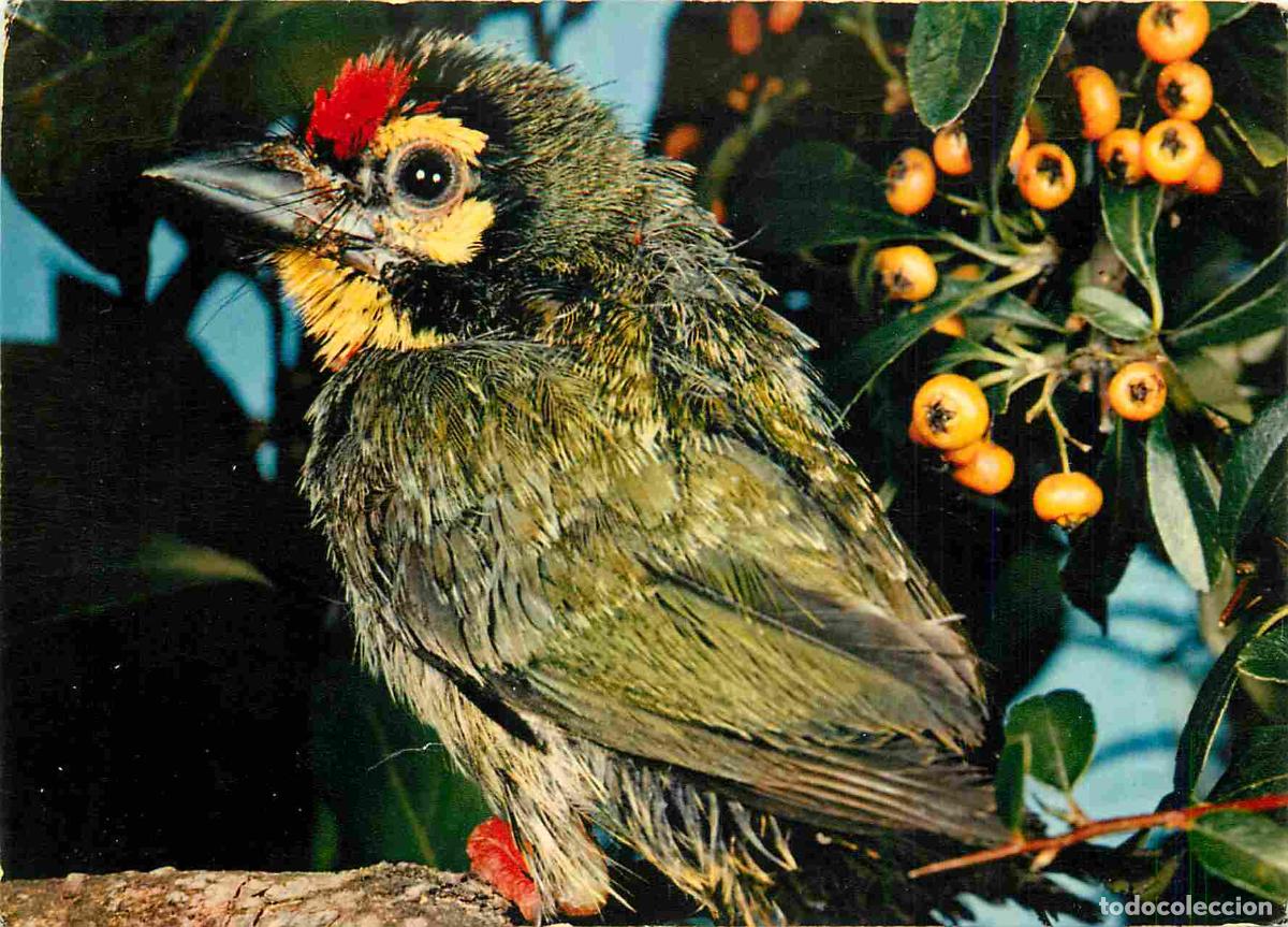 Cartoline: Carte Postale - Animaux - Oiseaux - Barbus de Coppersmith - Oiseaux exotiques - Birds - CPM - Voir S