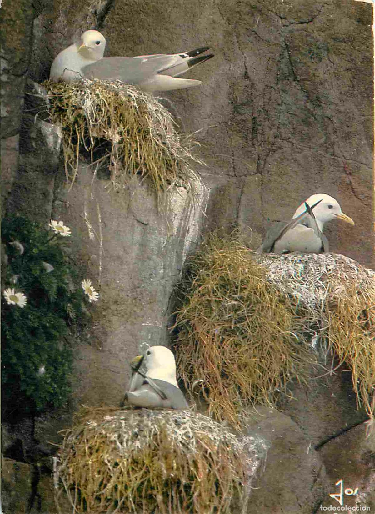 Cartes Postales: Carte Postale - Animaux - Oiseaux - Mouettes tridactyles sur le nid - Birds - CPM - Voir Scans Recto