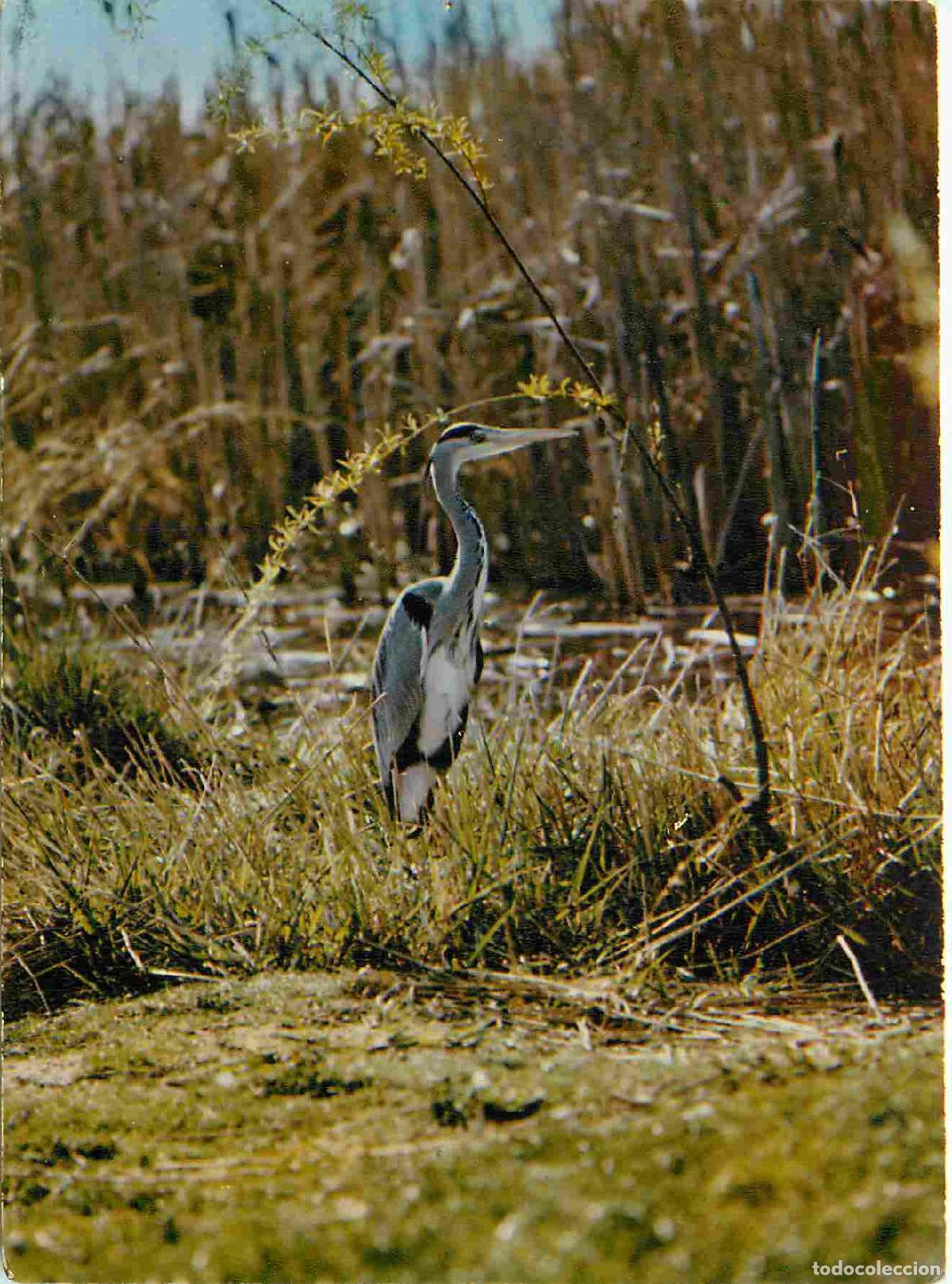 Cartes Postales: Carte Postale - Animaux - Oiseaux - H&eacute;ron Cendr&eacute; - Parc Ornithologique D&eacute;partementai de la Dombes -