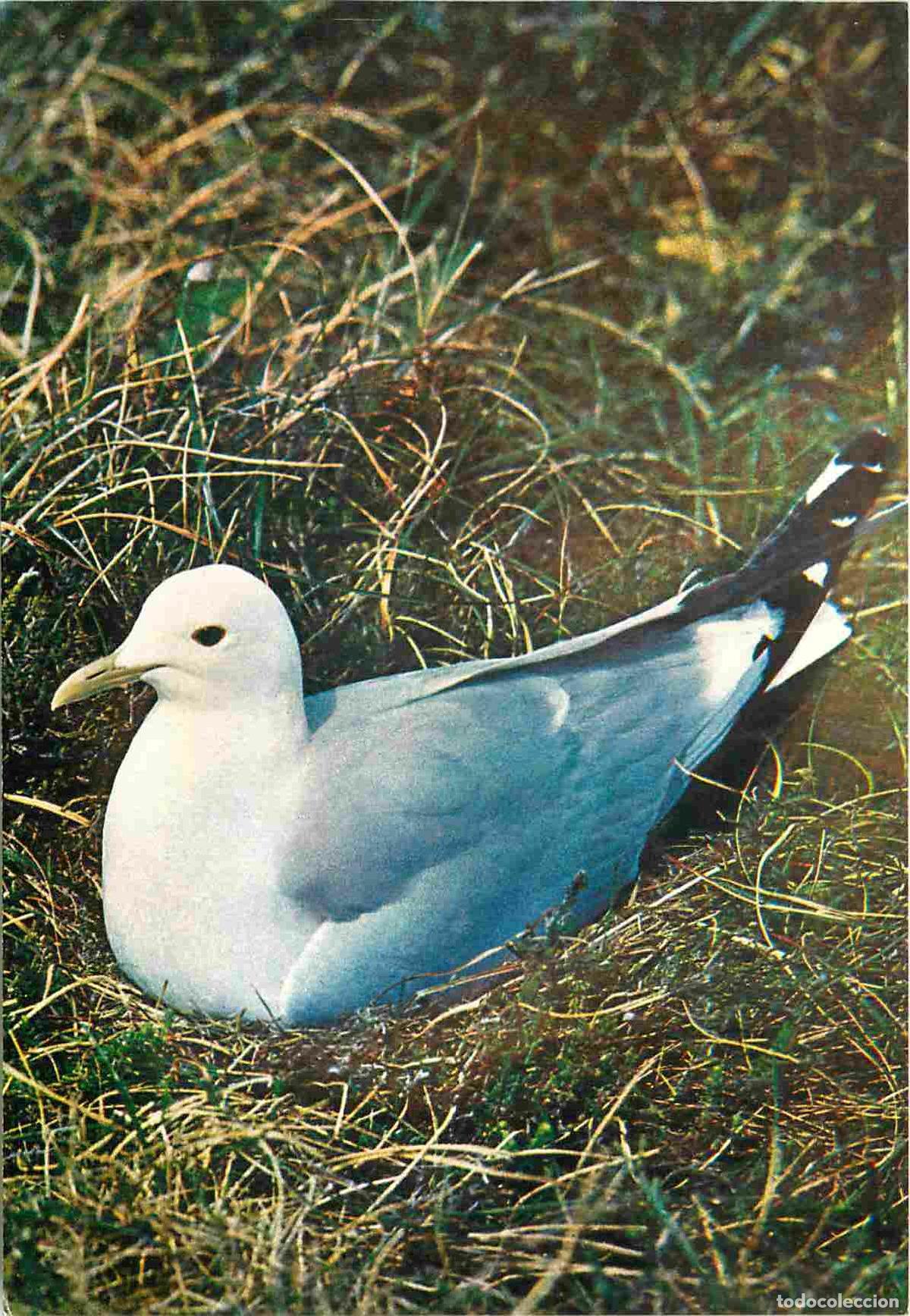 Cartes Postales: Carte Postale - Animaux - Oiseaux - Common Gull - Go&eacute;land cendr&eacute; - Birds - CPM - Voir Scans Recto-Ve