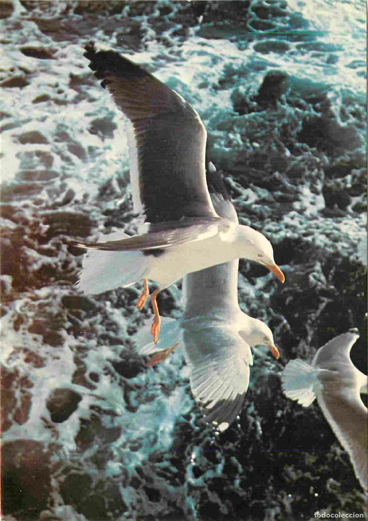 Cartes Postales: Carte Postale - Animaux - Oiseaux - Lesser black backed and herring gulls - Go&eacute;lands bruns et go&eacute;lan