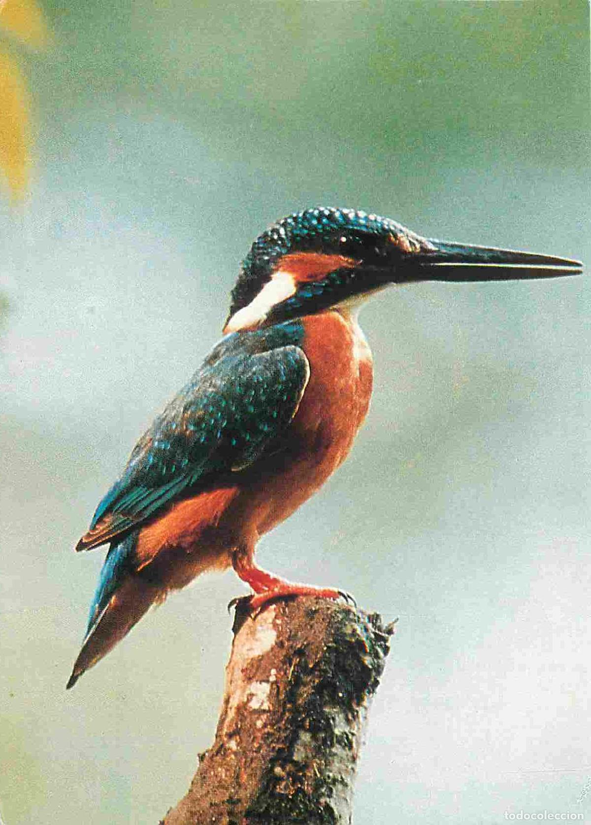 Cartes Postales: Carte Postale - Animaux - Oiseaux - Martin Pecheur - Birds - CPM - Voir Scans Recto-Verso