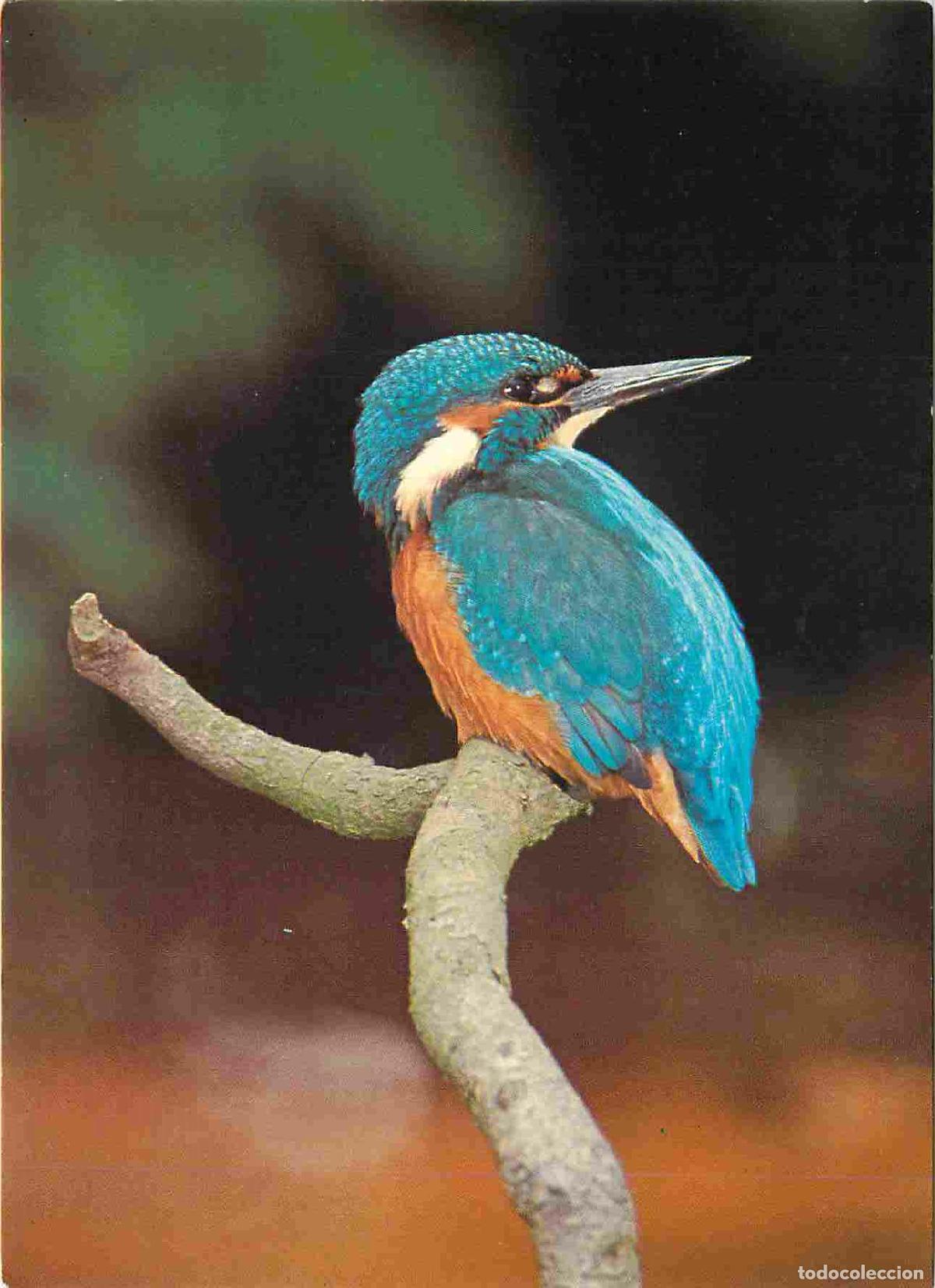 Cartes Postales: Carte Postale - Animaux - Oiseaux - Kingfisher - Martin p&ecirc;cheur - Birds - CPM - Voir Scans Recto-Ver