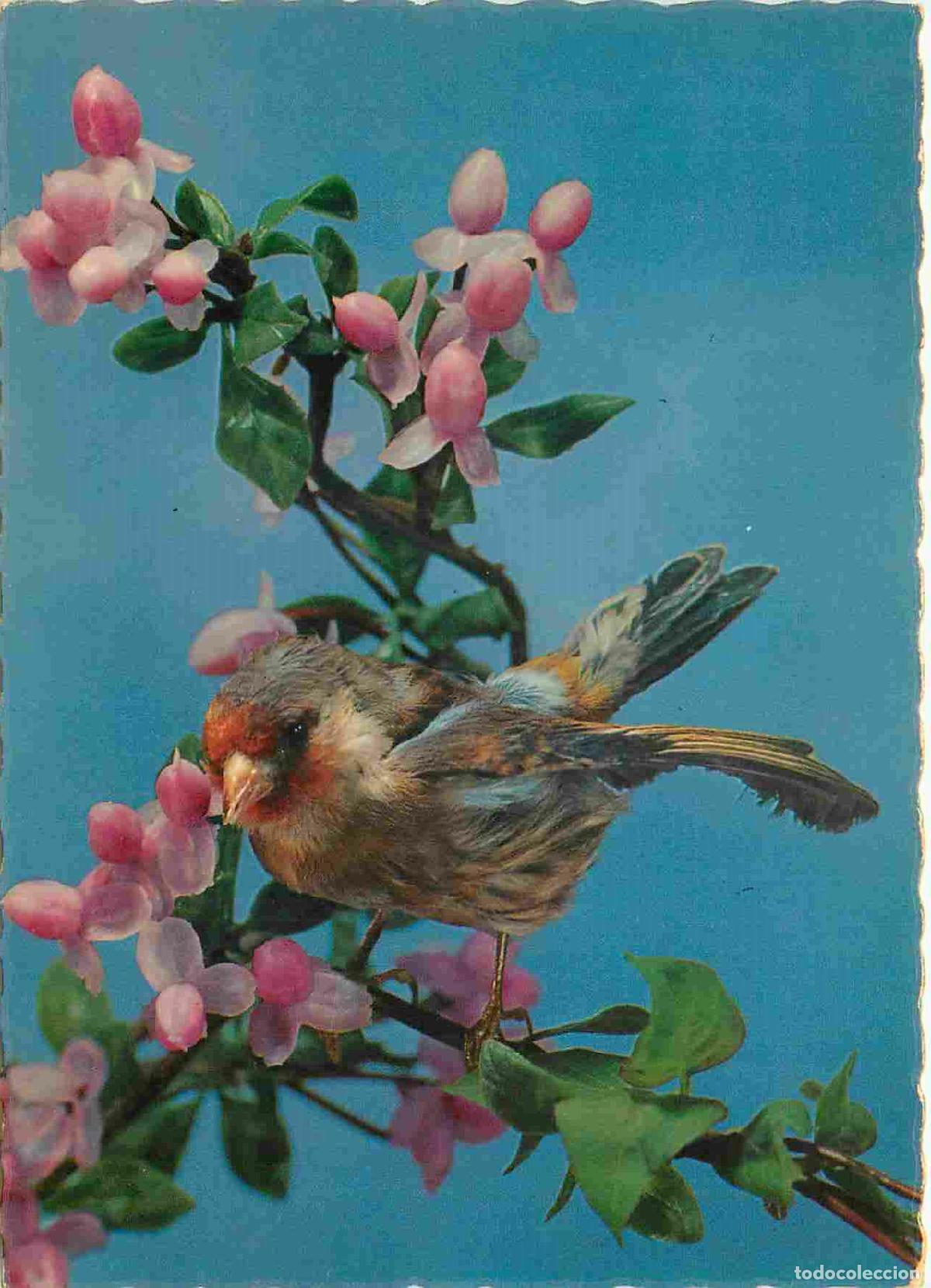 Cartes Postales: Carte Postale - Animaux - Oiseaux - Chardonneret - Birds - CPM - Voir Scans Recto-Verso