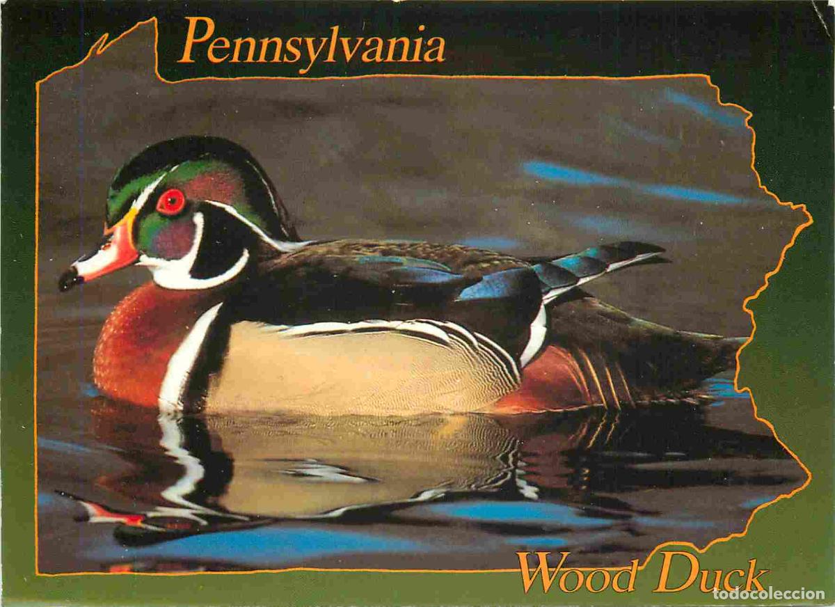 Postais: Carte Postale - Animaux - Oiseaux - Wood Duck - Canard branchu - Pennsylvania - Birds - CPM - Voir S