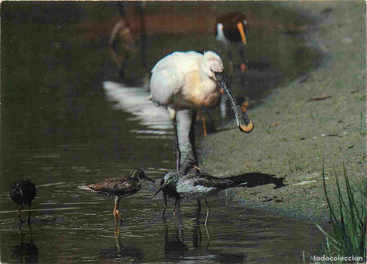 Postais: Carte Postale - Animaux - Oiseaux - Domaine du Marquanterre - Spatule blanche - Flamme postale bienn