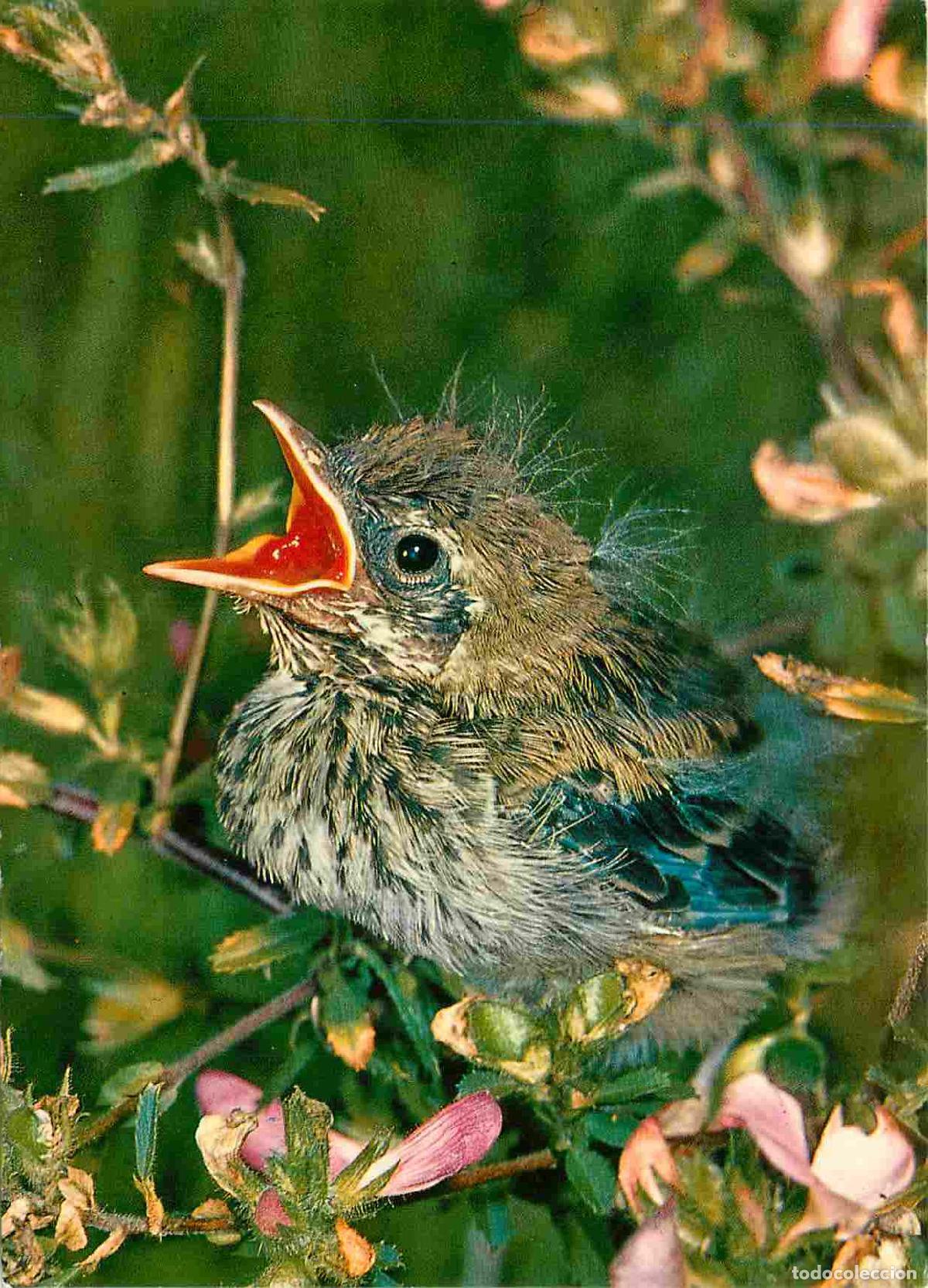 Postais: Carte Postale - Animaux - Oiseaux - Oisillons - Birds - CPM - Voir Scans Recto-Verso