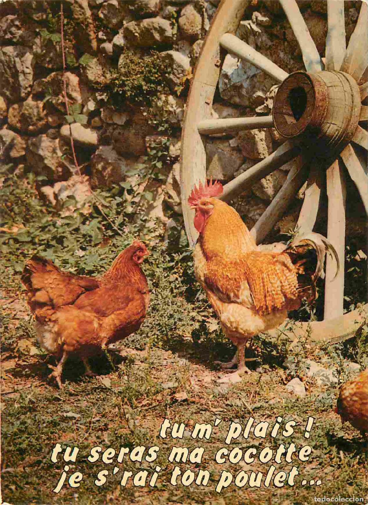 Postais: Carte Postale - Animaux - Oiseaux - Poules - Birds - CPM - Voir Scans Recto-Verso