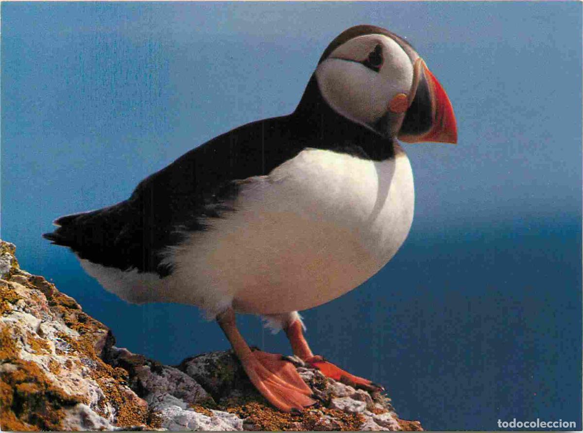 Postais: Carte Postale - Animaux - Oiseaux - Puffins - Macareux Moine - Pembrokeshire National Park - Birds