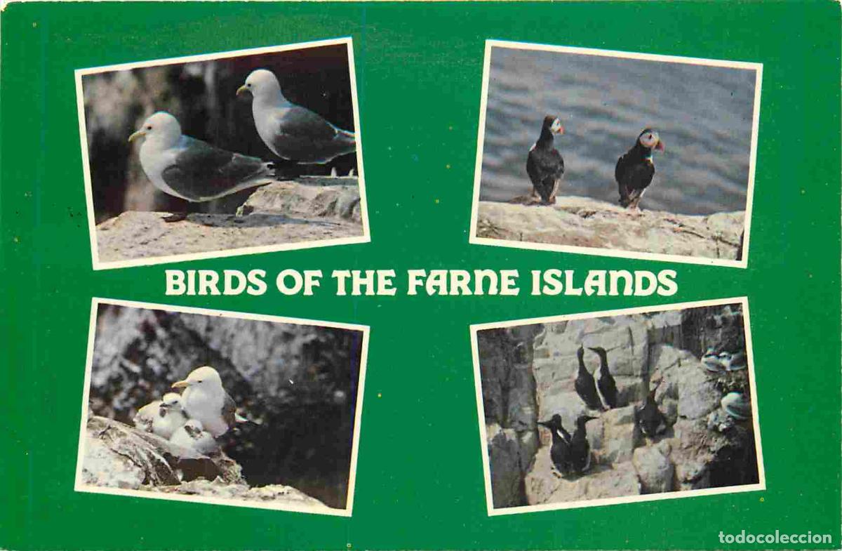 Cartes Postales: Carte Postale - Animaux - Oiseaux - Birds of the Farne Islands - Multivues - Birds - CPM - Voir Scan