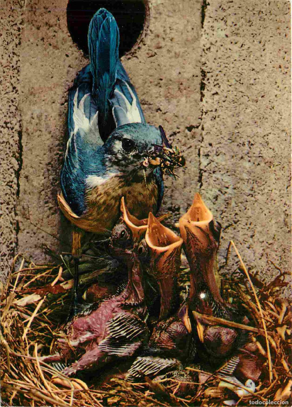 Cartes Postales: Carte Postale - Animaux - Oiseaux - Merle bleu - Nid avec oisillons - Birds - CPM - Voir Scans Recto