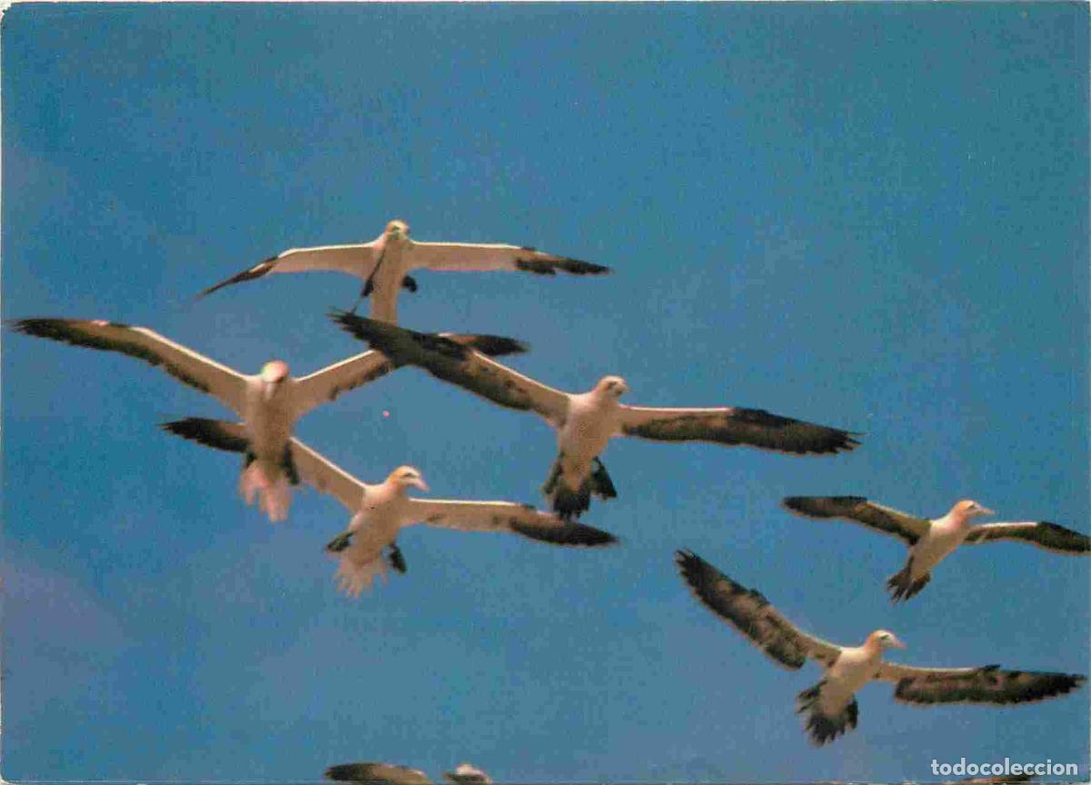 Cartes Postales: Carte Postale - Animaux - Oiseaux - Fous de Bassan en vol - photo Frank Duncombe - Birds - CPM - Voi