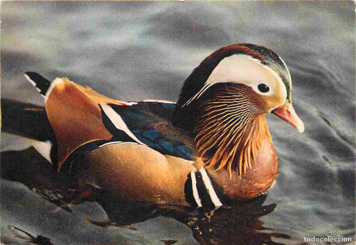 Cartes Postales: Carte Postale - Animaux - Oiseaux - Mandarin Drake - Birds - CPM - Voir Scans Recto-Verso