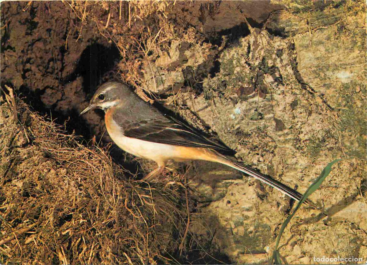 Cartes Postales: Carte Postale - Animaux - Oiseaux - Grey Wagtail - Bergeronnette grise - Birds - CPM - Voir Scans Re