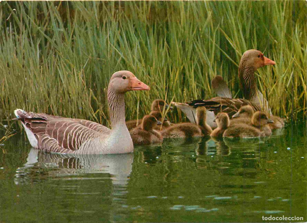 Cartes Postales: Carte Postale - Animaux - Oiseaux - The Greylag Goose - Oies - Scotland - Birds - CPM - Voir Scans R