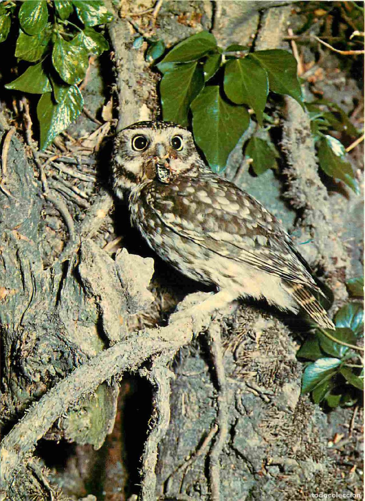 Postcards: Carte Postale - Animaux - Oiseaux - Little Owl - Petit Hibou - Birds - CPM - Voir Scans Recto-Verso