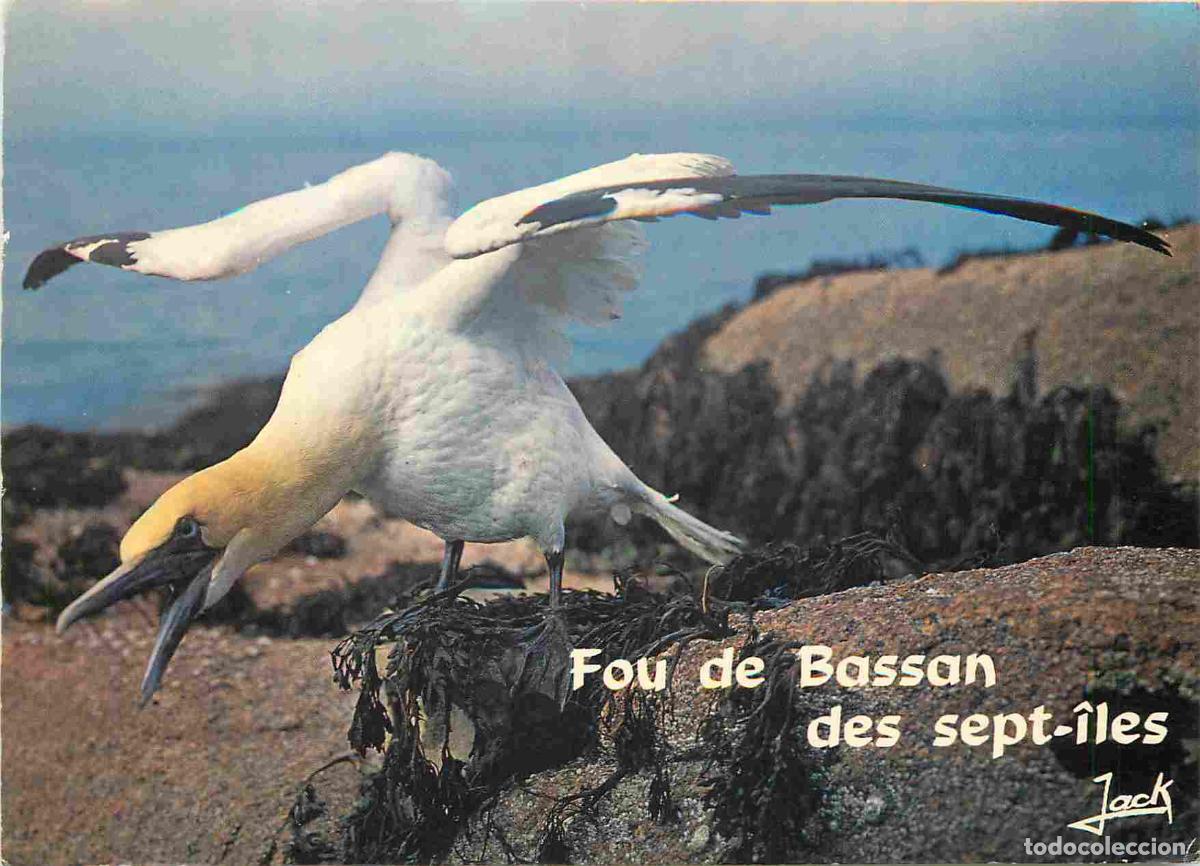 Postcards: Carte Postale - Animaux - Oiseaux - Fou de Bassan - Archipel des Sept Ile - Birds - CPM - Voir Scans