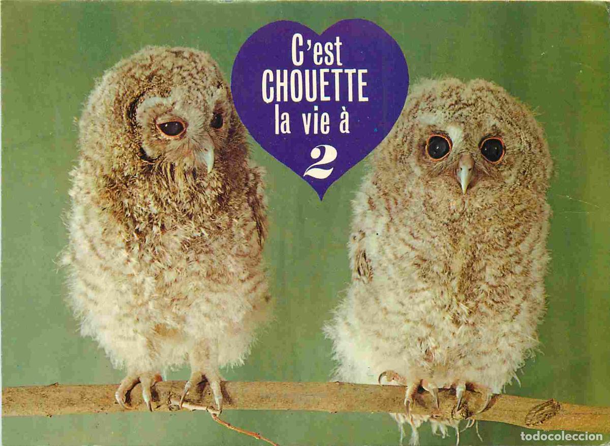 Postcards: Carte Postale - Animaux - Oiseaux - Chouette - Carte Humoristique - Birds - CPM - Voir Scans Recto-V