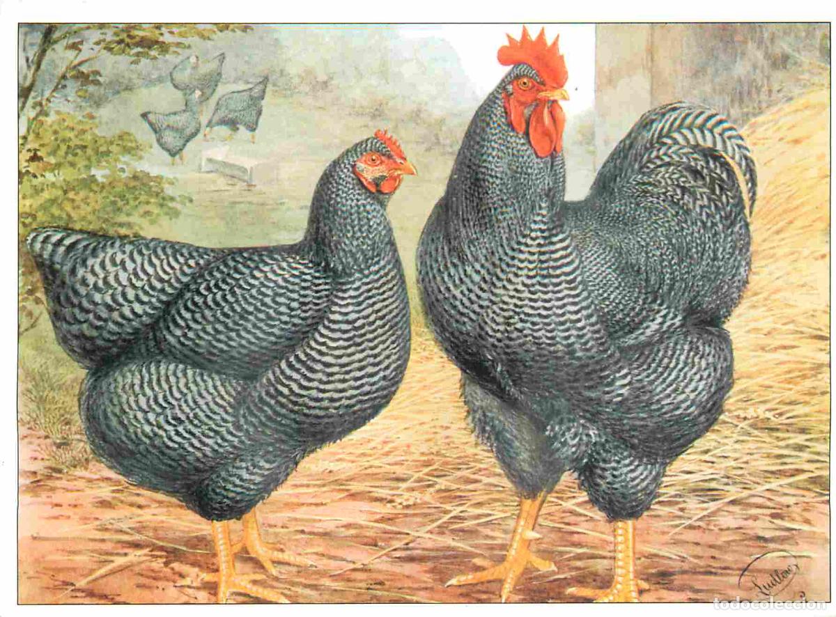 Cartes Postales: Carte Postale - Animaux - Oiseaux - Poules - Poultry Series - Rob Roy Cards - Plymouth Rocks - Art P