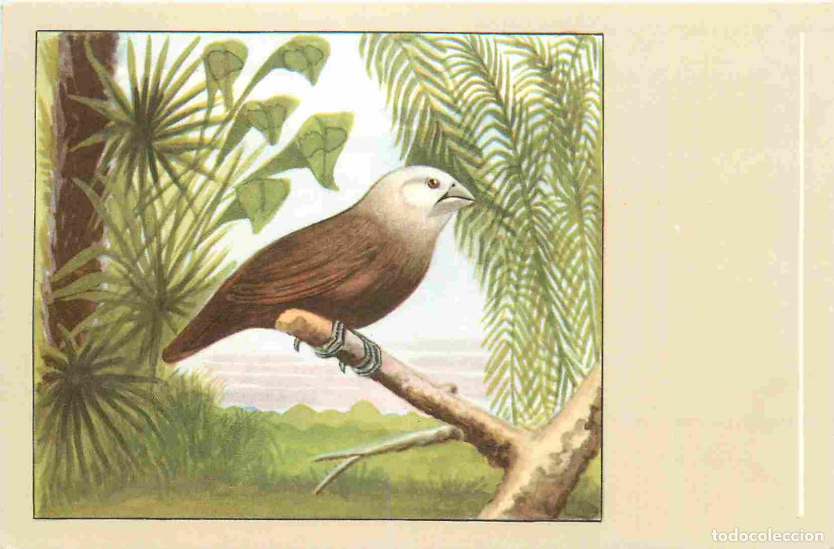 Cartes Postales: Carte Postale - Animaux - Oiseaux - Capucin &agrave; t&ecirc;te blanche - Witkopnon - Art Peinture illustration -