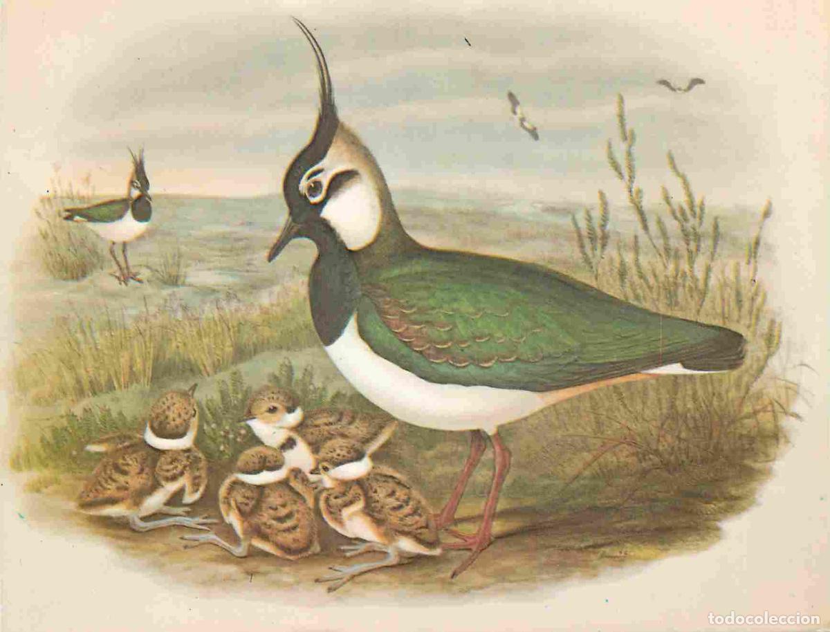 Postales: Carte Postale - Animaux - Oiseaux - Art Lithographie Naturaliste - John Gould - Lapwing - Vanneau -
