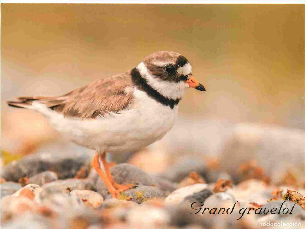 Postales: Carte Postale - Animaux - Oiseaux - Grand gravelot - Baie de Somme - Birds - CPM - Voir Scans Recto-
