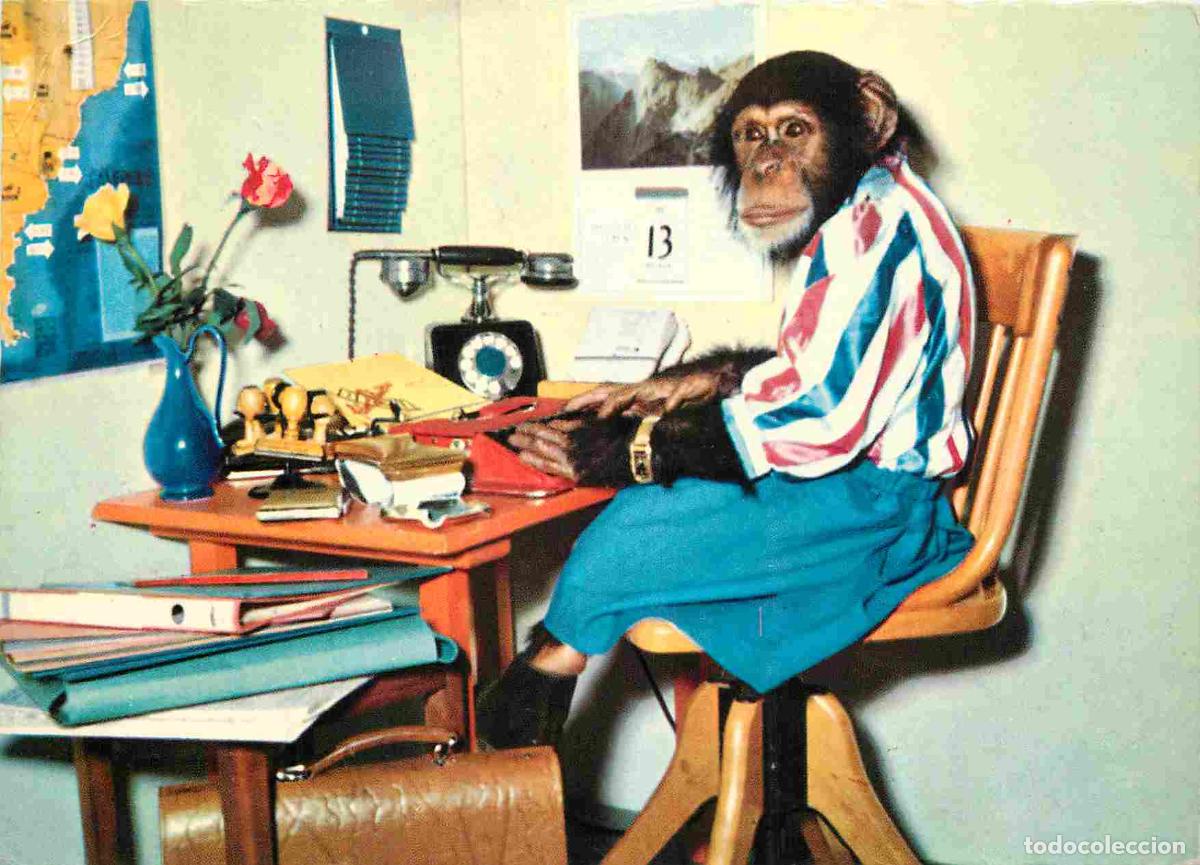 Postales: Carte Postale - Animaux - Singes - Chimpanz&eacute; - Animaux Humanis&eacute;s - Machine &agrave; &eacute;crire - Secr&eacute;taire - M