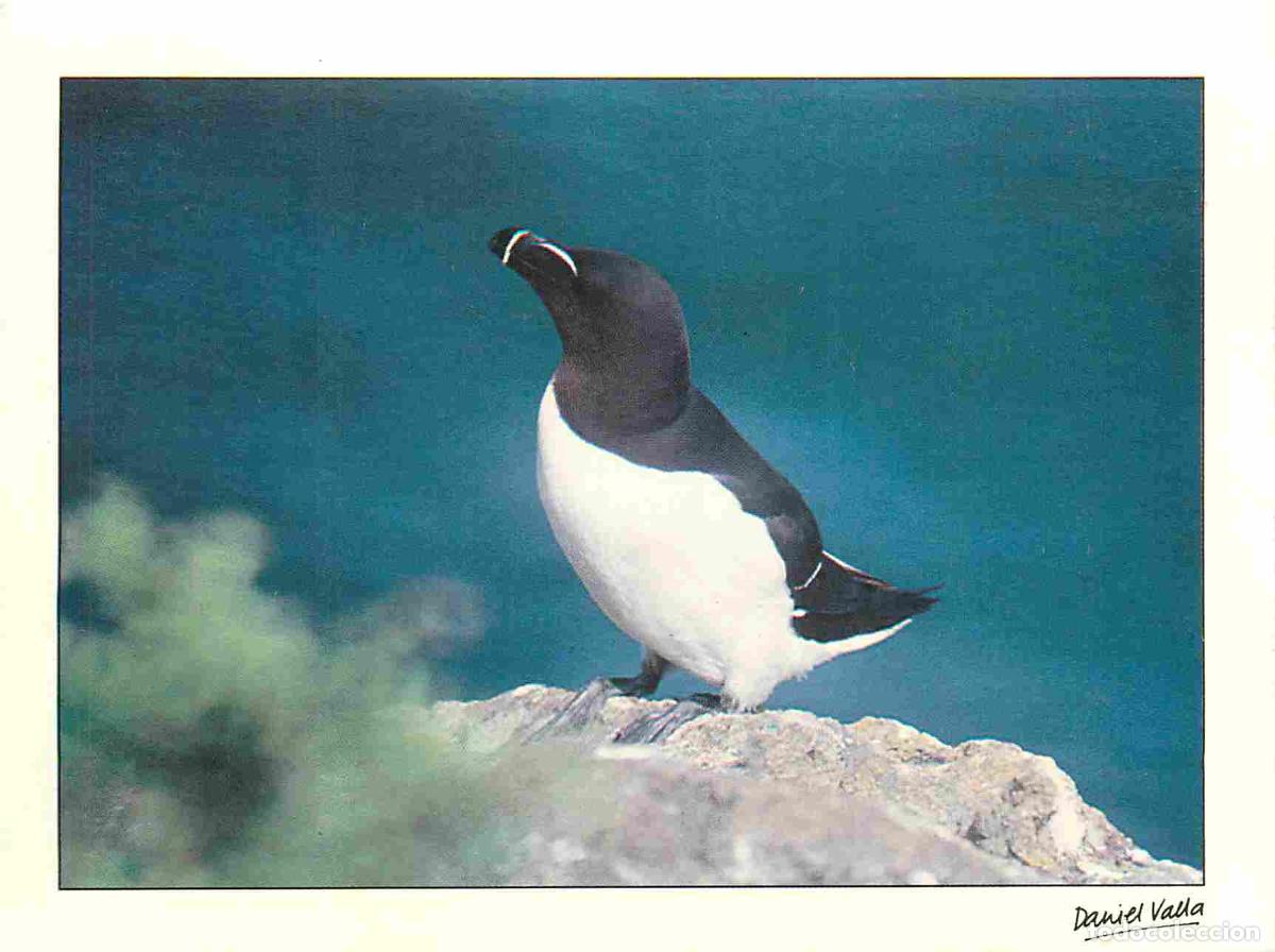 Postales: Carte Postale - Animaux - Oiseaux - Razorbill - Petit Pingouin - Alca Torda - Birds - CPM - Voir Sca