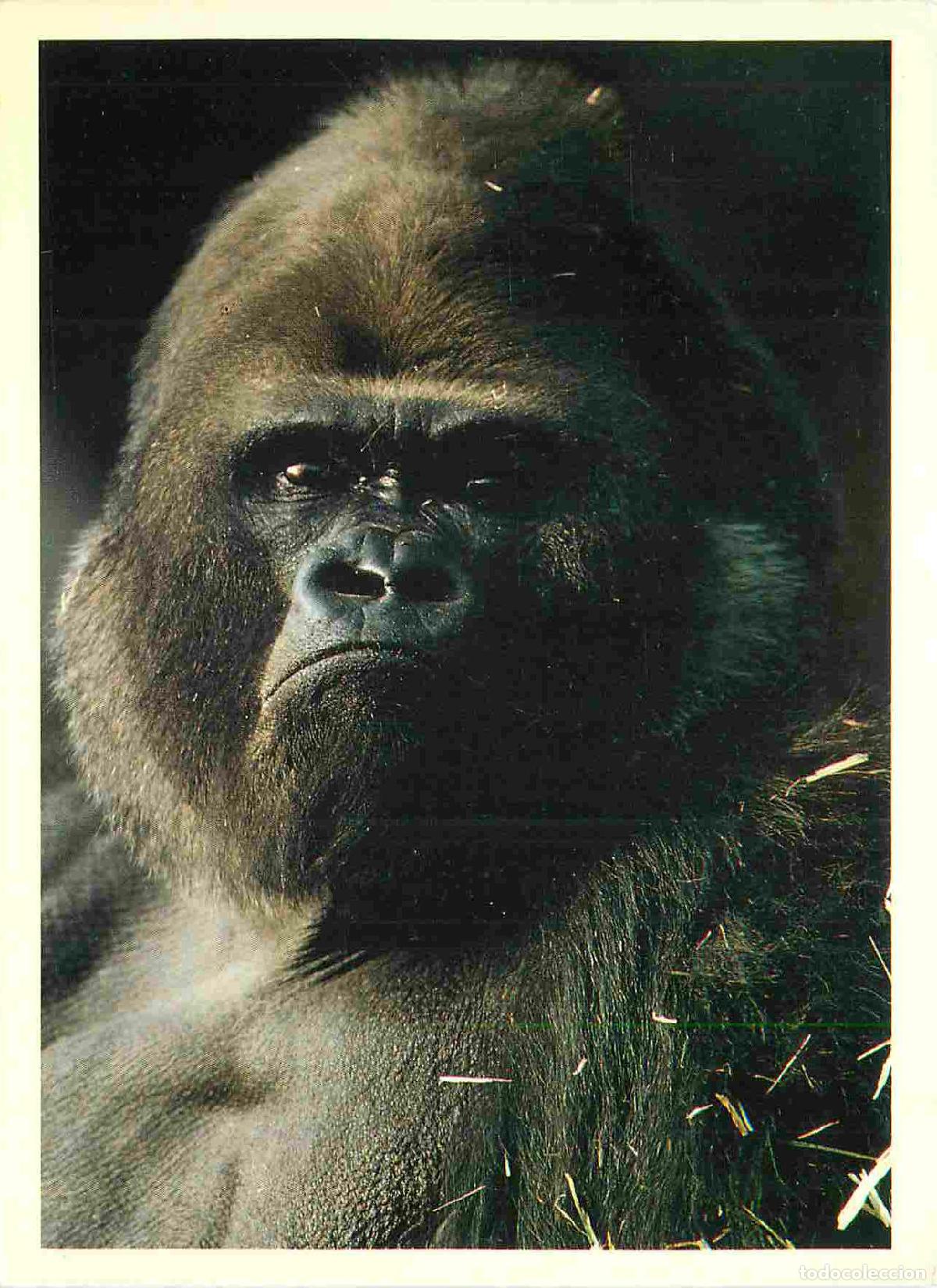 Postkarten: Carte Postale - Animaux - Singes - Gorille - Monkey - CPM - Voir Scans Recto-Verso