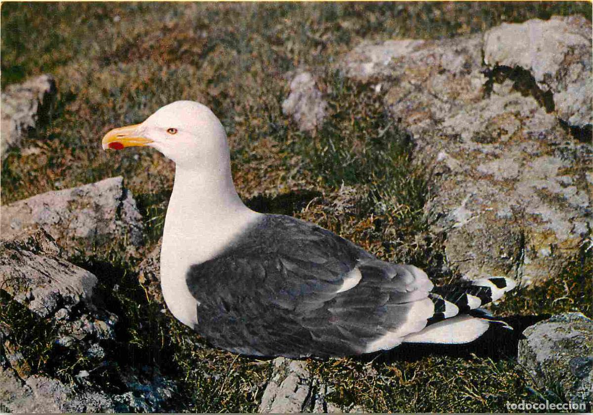 Postkarten: Carte Postale - Animaux - Oiseaux - Great Black-backed Gull - Go&eacute;land marin - Birds - CPM - Voir Sca