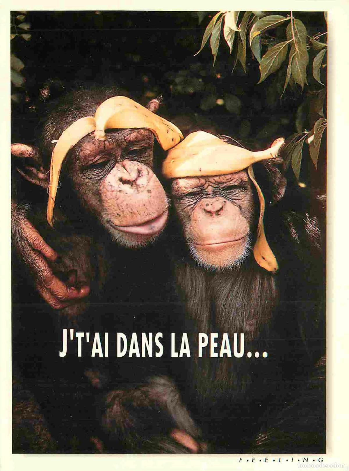 Postkarten: Carte Postale - Animaux - Singes - Chimpanz&eacute; - Monkey - CPM - Voir Scans Recto-Verso