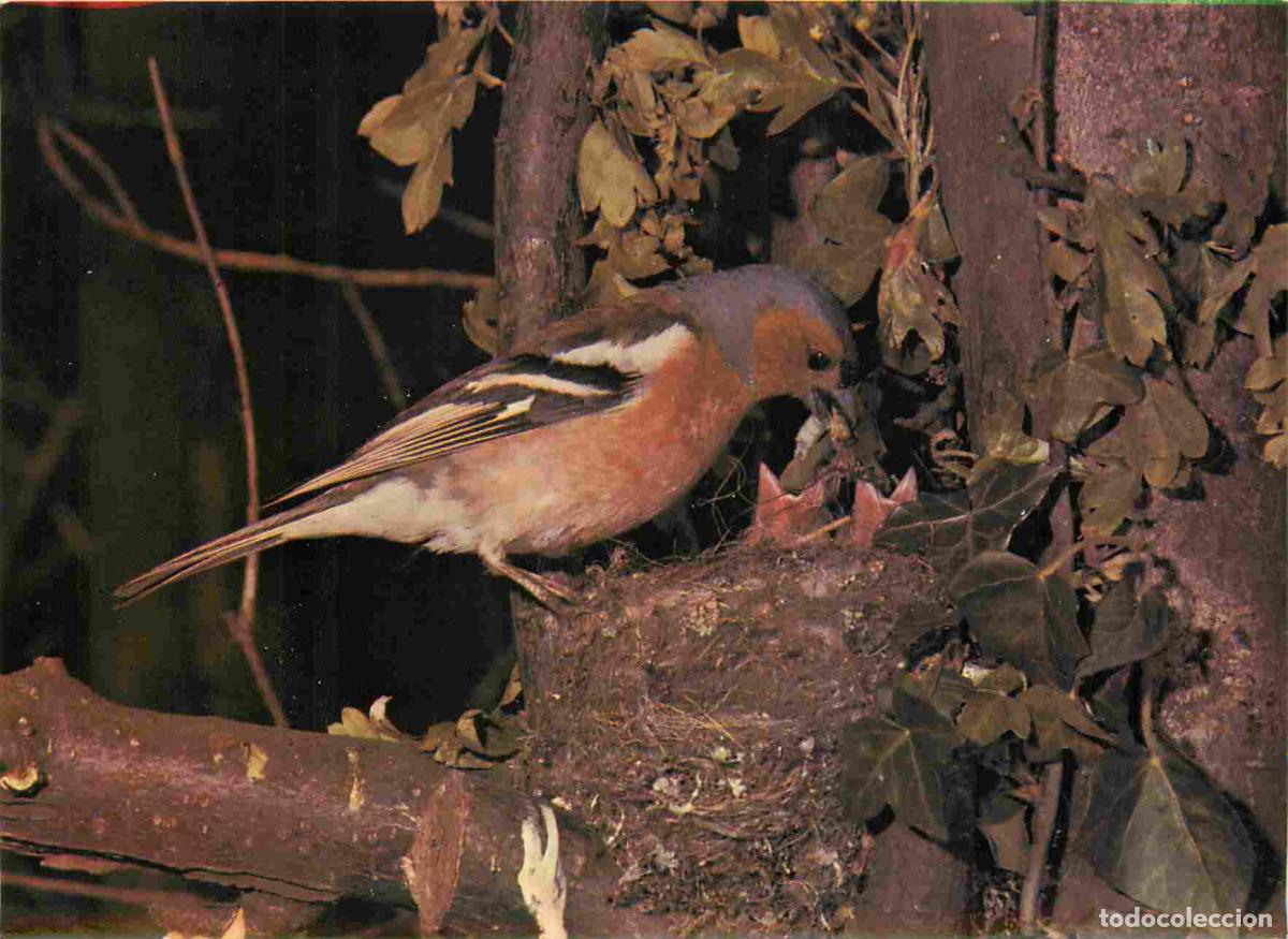 Postkarten: Carte Postale - Animaux - Oiseaux - Chaffinch - Pinson - Wildlife Series - Birds - CPM - Voir Scans