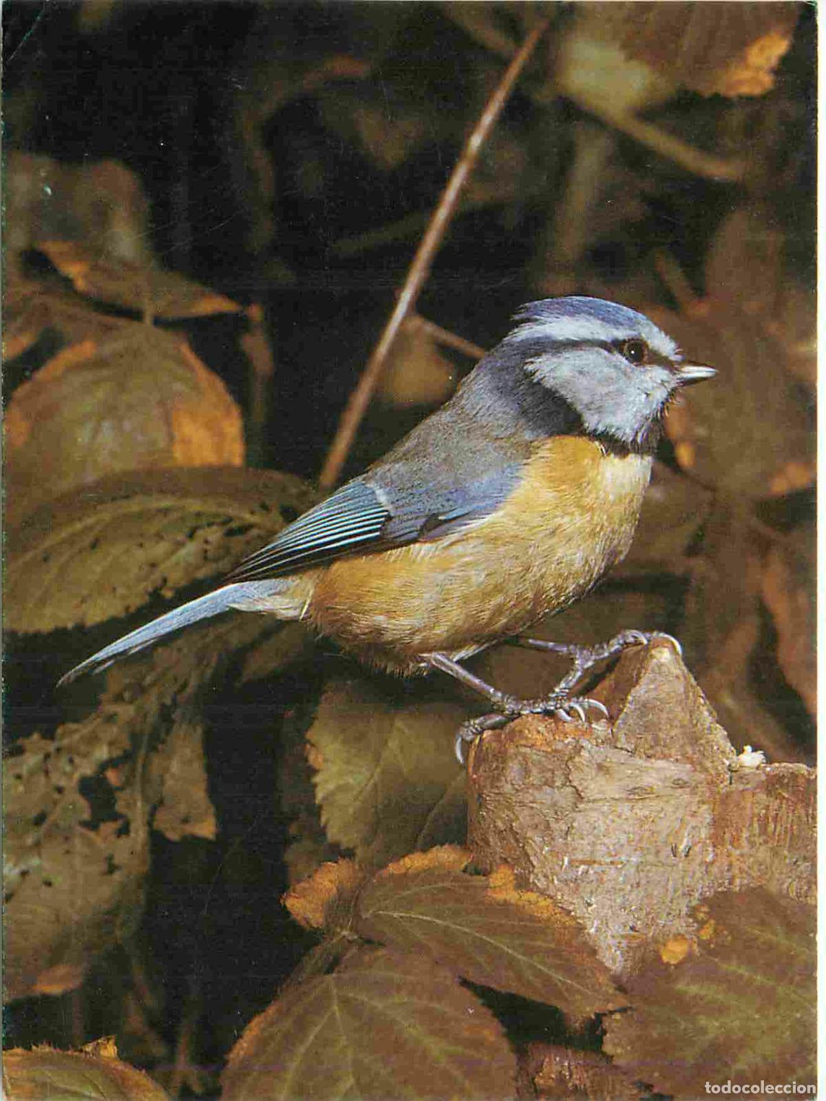 Postkarten: Carte Postale - Animaux - Oiseaux - M&eacute;sange bleue - Blue Tit - Birds - CPM - Voir Scans Recto-Verso