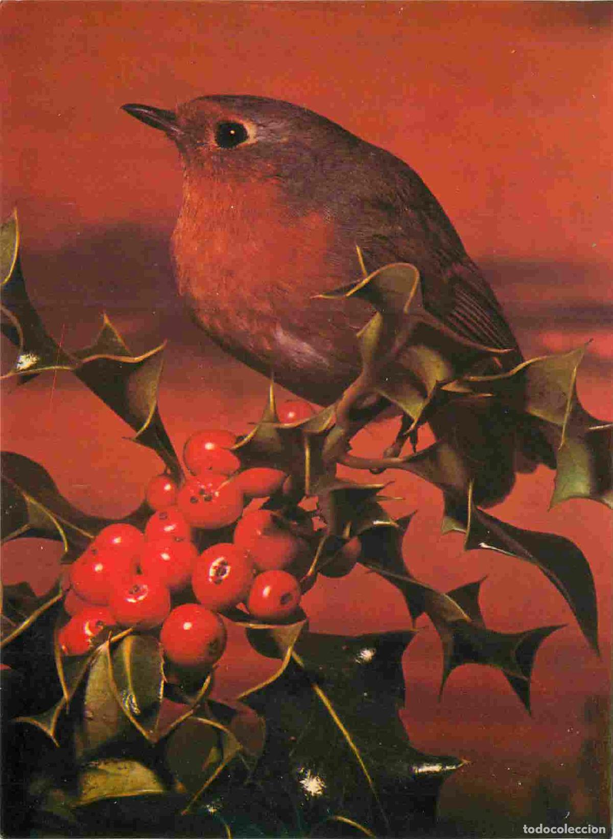 Postkarten: Carte Postale - Animaux - Oiseaux - Robin - Rouge Gorge - Wildlife Series - Birds - CPM - Voir Scans